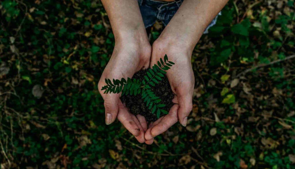 Creditos-de-Carbono-sustentabilidade